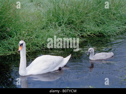 Swan und Cygnet auf dem Fluß Cuckmere Sussex England UK Stockfoto