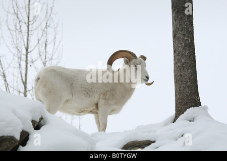 Dall Schaf stehend im Schnee/Ovis dalli Stockfoto