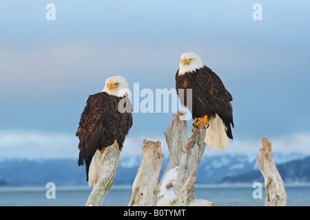 zwei Weißkopf-Seeadler - sitzen auf Wurzel Stockfoto