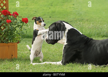Great Dane und Jack Russell Terrier. Zwei Erwachsene Hunde spielen auf einem Rasen Stockfoto