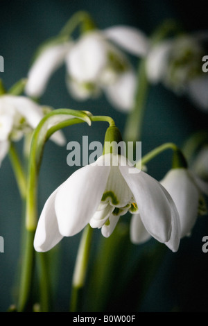 Schneeglöckchen hautnah Stockfoto