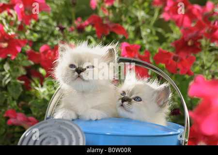 Heilige Katze von Burma - zwei Kätzchen in Gießkanne Stockfoto