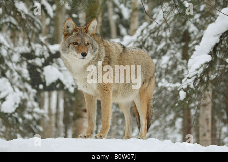 Coyote - stehend im Schnee / Canis Latrans Stockfoto