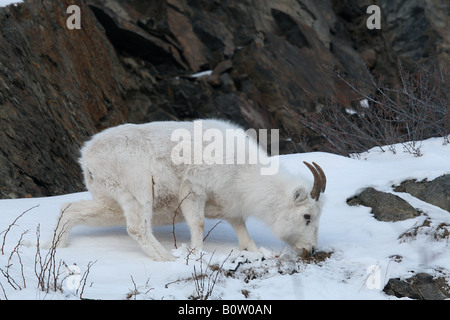 Dall-Schafe - wandern im Schnee / Ovis Dalli Stockfoto