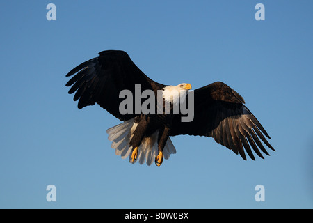 Der Weißkopfseeadler (Haliaeetus leucocephalus). Erwachsener im Flug Stockfoto