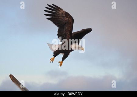 Der Weißkopfseeadler (Haliaeetus leucocephalus). Erwachsener im Flug Stockfoto
