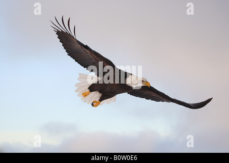 Weißkopf-Seeadler (Haliaeetus Leucocephalus). Erwachsenen Vogel im Flug Stockfoto