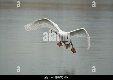 Höckerschwan - fliegen / Cygnus Olor Stockfoto