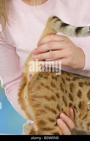 Bengal-Katze wird geprüft Stockfoto