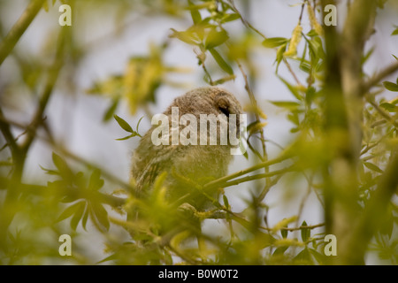 Tawny Owlet in einem Baum in Arundel in West Sussex Stockfoto