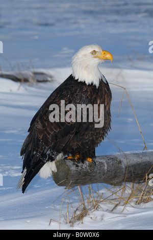 Weißkopf-Seeadler auf Baumstamm / Haliaeetus Leucocephalus Stockfoto