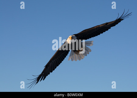 Der Weißkopfseeadler (Haliaeetus leucocephalus). Erwachsener im Flug Stockfoto