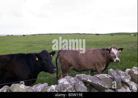 Zwei Kühe stehen hinter einem Felsen Wand in Irland Stockfoto