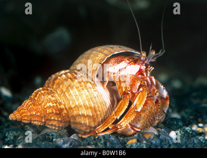 Gemeinsamen Einsiedlerkrebs, Bernhards Einsiedlerkrebs (Pagurus Bernhardus, Eupagurus Bernhardus) in der gemeinsamen Wellhornschnecke Schale Stockfoto