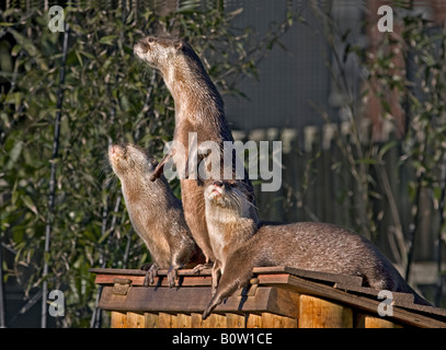 Asiatische kleine krallte Otter (Aonyx Cinerea) Stockfoto