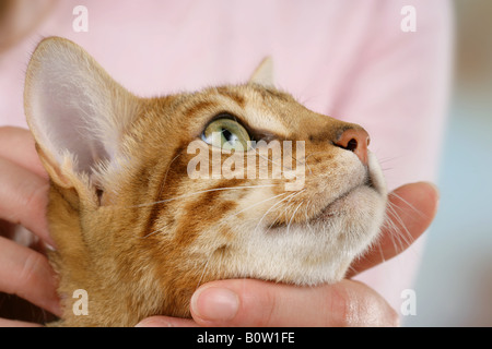 Bengal-Katze wird geprüft Stockfoto