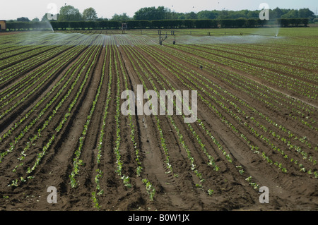 Bewässerung von Kopfsalat Pflanzen Pocklington Yorkshire Stockfoto