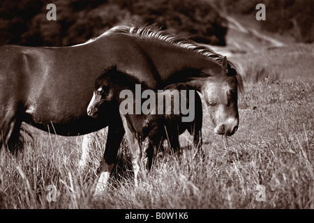 Dies ist ein Sepia Landschaftsbild ein Ponie und ihr junges Geflügel genommen in drei Klippen Tal auf der Gower-Halbinsel Stockfoto