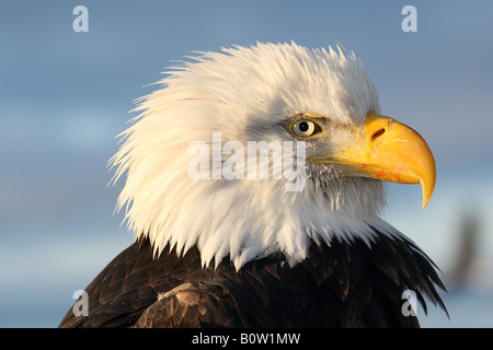 Weißkopf-Seeadler - Porträt / Haliaeetus Leucocephalus Stockfoto