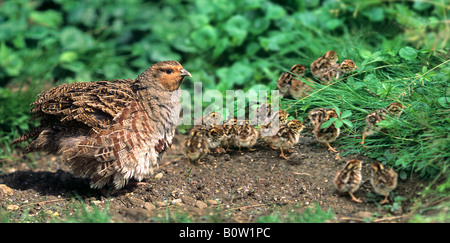 Graues Rebhuhn, graues Rebhuhn (Perdix perdix). Henne mit mehreren Küken. Österreich Stockfoto