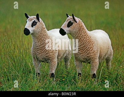 Kerry Hills Schaf - stehend auf Wiese Stockfoto