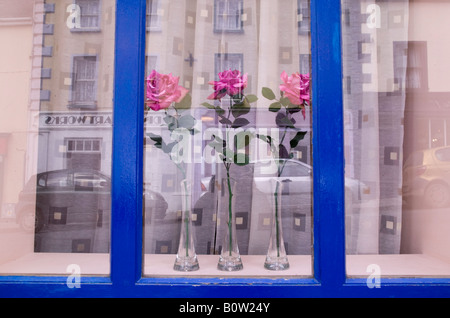 Drei Rosen in drei Vasen in einem Fenster in Dingle Irland Stockfoto