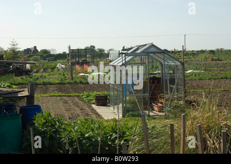 Zuteilung Gemüsegärten und Gewächshaus, Yorkshire, Großbritannien Stockfoto