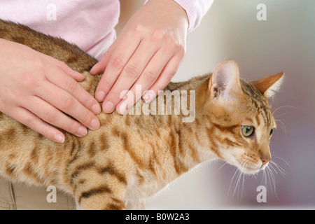 Bengal-Katze wird geprüft Stockfoto