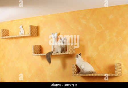 zwei Heilige Katzen von Birma auf Regal Stockfoto