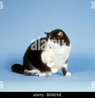 Hauskatze, schwarz-weißer Erwachsener mit bandageter Pfote. Studiobild vor blauem Hintergrund. Deutschland Stockfoto