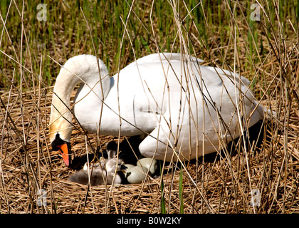 Swan Gänse Wasser ein Cygnet Eiern Vogel Eltern Mutter Vater Geflügel Flügel Nest Huhn junge Stockfoto