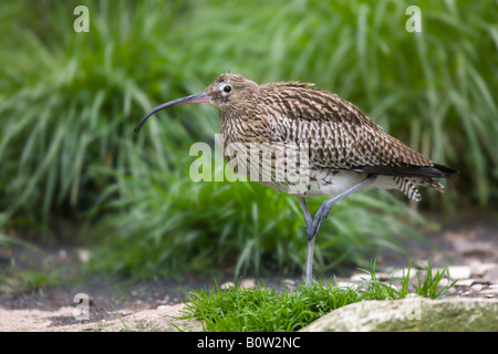 Eurasische Brachvogel - Numenius arquata Stockfoto