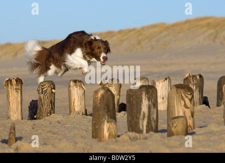 Border-Collie - springen über Buhnen Stockfoto