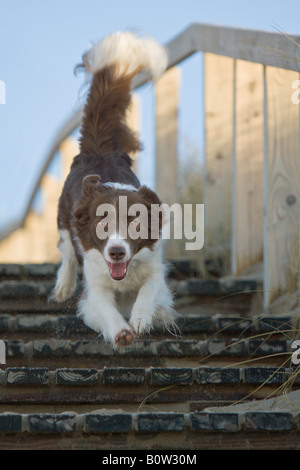 Border-Collie - läuft auf Treppen Stockfoto