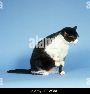 Hauskatze, schwarz-weißer Erwachsener mit bandageter Pfote. Studiobild vor blauem Hintergrund. Deutschland Stockfoto