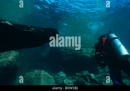 Seelöwe und Taucher, Sea of Cortez, Mexiko Stockfoto
