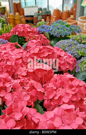 Unten Hortensie Hydrangea macrophylla Stockfoto