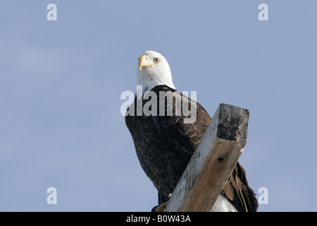 Weißkopfseeadler Haliaeetus Leucocephalus, thront auf einem Mast Stockfoto