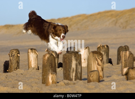 Border-Collie - springen über Buhnen Stockfoto