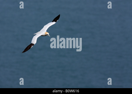 Northern Gannet Morus Bassanus im Flug an Bempton Klippen RSPB reserve West Yorkshire Stockfoto