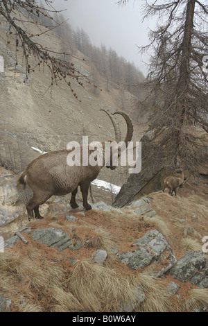 Bouquetin männlichen Stambecchi Capra Ibex Säugetiere fällt im Herbst Maschio Autunno Montagna Valnoney Cogne Parco Nazionale Gran Paradiso Stockfoto