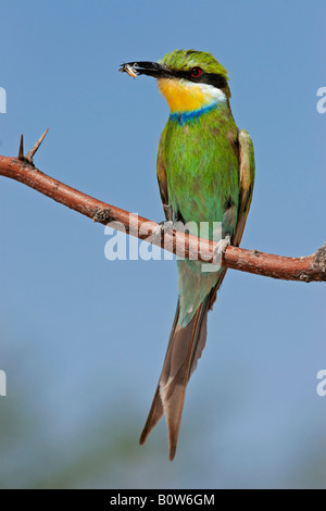 Zinnenkranz Bienenfresser (Merops Hirundineus) mit Insekten fangen thront auf einem Ast, Kalahari-Wüste, Südafrika Stockfoto