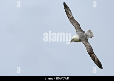 Fulmar Fulmarus Cyclopoida im Flug Bempton Klippen Yorkshire Stockfoto