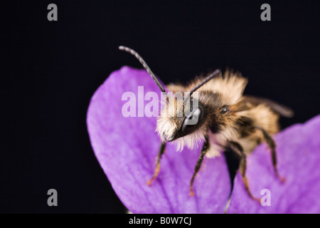 Männchen der roten Mauerbiene (Osmia Bicornis) thront auf einem Heath Hund-violett oder Hund Veilchen (Viola Canina) Stockfoto