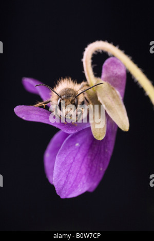 Männchen der roten Mauerbiene (Osmia Bicornis) thront auf einem Heath Hund-violett oder Hund Veilchen (Viola Canina) Stockfoto