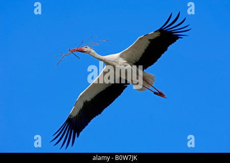 Weißstorch (Ciconia Ciconia), fliegen mit Nestbau Material, North Rhine-Westphalia, Deutschland, Europa Stockfoto