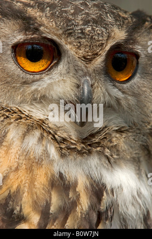 Eurasische Adler-Eule (Bubo Bubo) Stockfoto