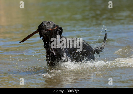 Labrador-Retriever einen Stick abrufen Stockfoto