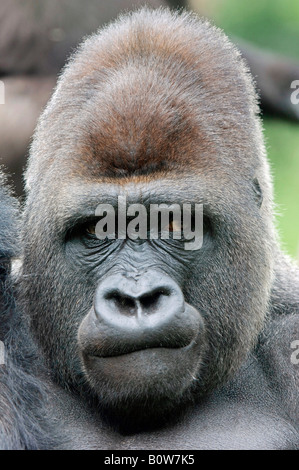 Männliche Flachlandgorilla (Gorilla Gorilla Gorilla), Silberrücken Stockfoto