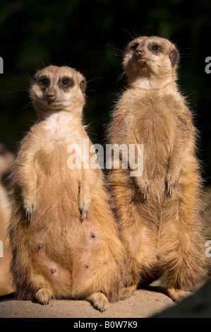 Erdmännchen (Suricata Suricatta) Stockfoto